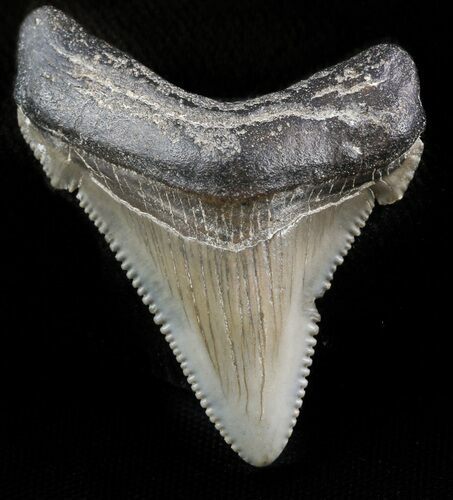 Fossil Angustidens Shark Tooth - Megalodon Ancestor #46857